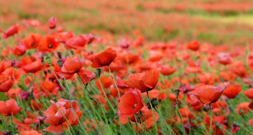 000 samen klatschmohn - 15.000,