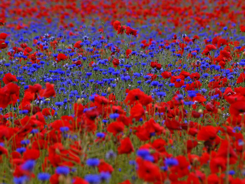 Klatschmohn - 50, &