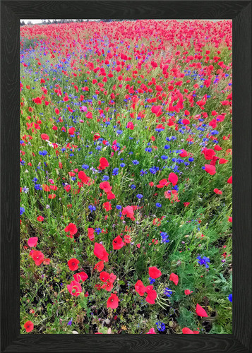 Klatschmohn framed wall - wall, art