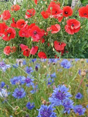 10m mohnwiese klatschmohn - 10m²,