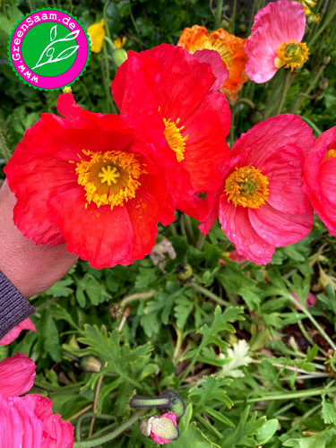 Klatschmohn shirley mix - klatschmohn, ♥️
