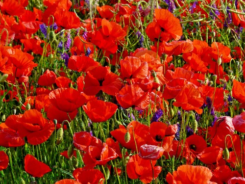 500 000 samen klatschmohn - +500.000,