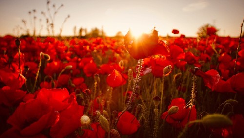 250000 samen klatschmohn - 250000,