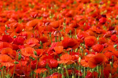 000 samen klatschmohn - samen,