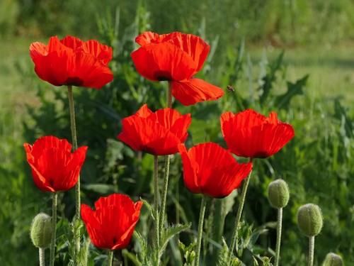 Klatschmohn 500 samen aus - samen,