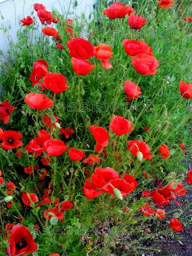 Klatschmohn rot mohn - klatschmohn,
