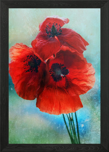 Klatschmohn poppy framed wall - klatschmohn,