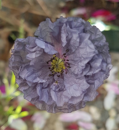 Klatschmohn amazing grey - klatschmohn,