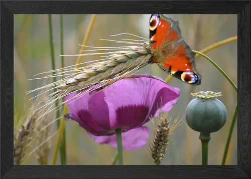 Klatschmohn poppy framed wall - klatschmohn,