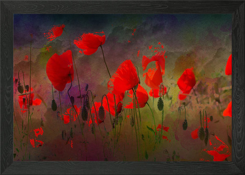 Klatschmohn poppy framed wall - klatschmohn,