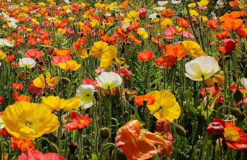 10qm mohnwiese blumen wiese - mohnwiese,