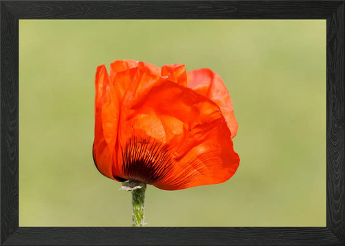 Klatschmohn poppy framed - klatschmohn,
