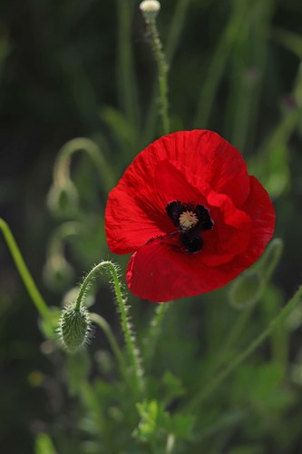 Wilder klatschmohn papaver - wilder,