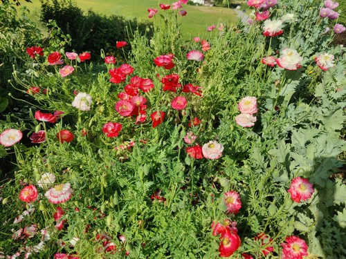 Bunter klatschmohn seidenmohn - bunter, klatschmohn/seidenmohn