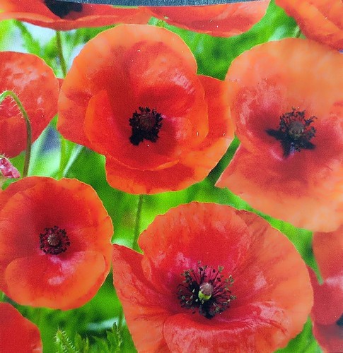 5000 samen mohnblume rot - samen,