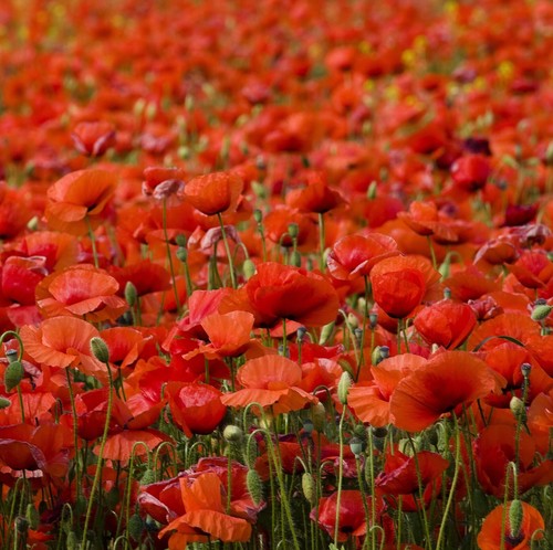 200 000 samen - samen, klatschmohn