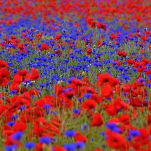 50m mohn kornblume - &,
