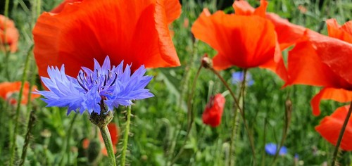 Blumen mohn wiese - mohn, samen