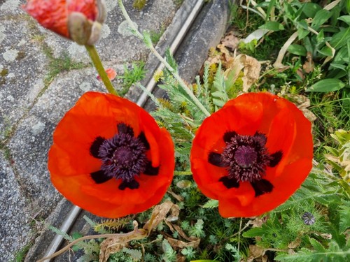 100 samen klatschmohn mohn - samen,