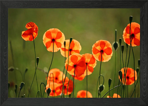 Klatschmohn poppy framed wall - klatschmohn,