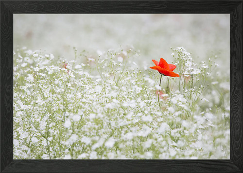 Klatschmohn poppy framed - poppy, wall