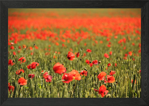 Klatschmohn poppy framed wall - poppy,