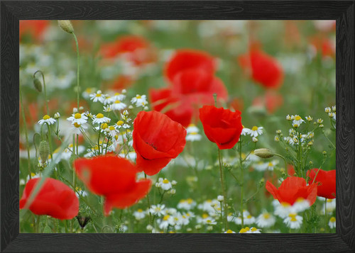 Klatschmohn poppy framed wall - poppy,