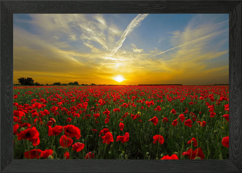 Klatschmohn poppy framed - poppy,
