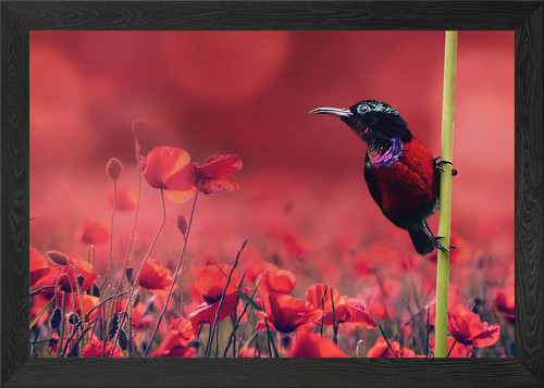 Klatschmohn poppy framed wall - framed,