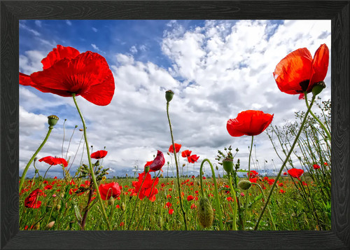 Klatschmohn poppy framed wall - poppy,