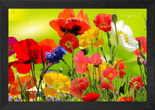 Klatschmohn poppy framed - klatschmohn,