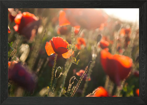 Klatschmohn poppy framed - poppy,