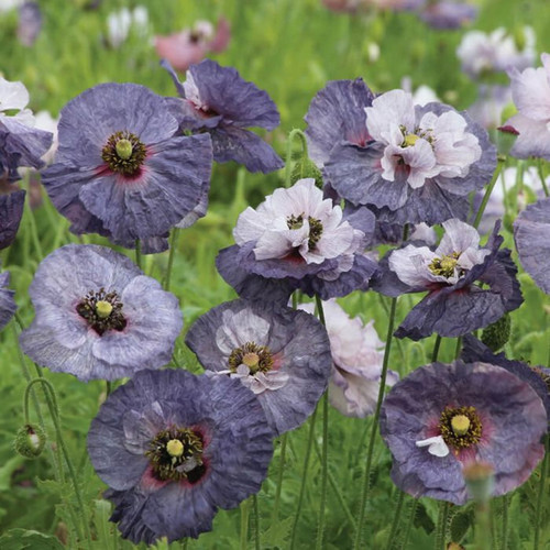Mohn klatschmohn amazing - klatschmohn, 'amazing