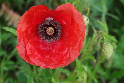 Roter klatschmohn mohn papaver - klatschmohn,