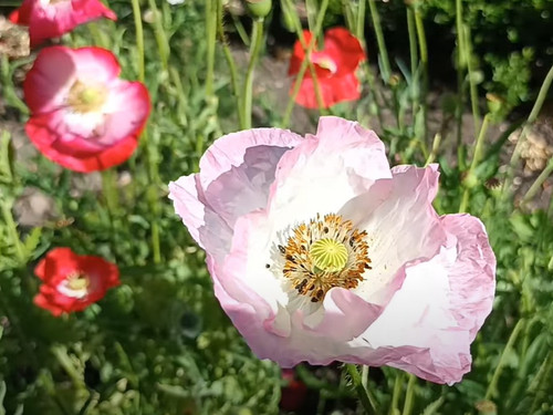 000 samen klatschmohn - 20.000,