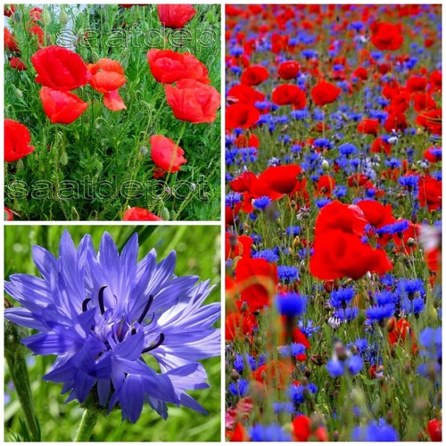 Klatschmohn und kornblume - klatschmohn,
