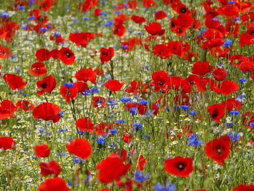 Mohnwiese saatgut blumenwiese - saatgut,