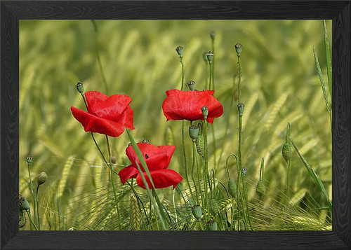 Klatschmohn poppy framed - klatschmohn,