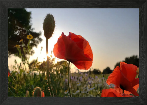 Klatschmohn poppy framed wall - framed,