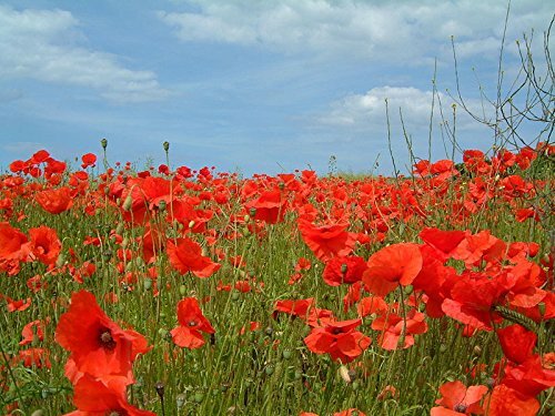 Echter klatschmohn 2500 - echter,