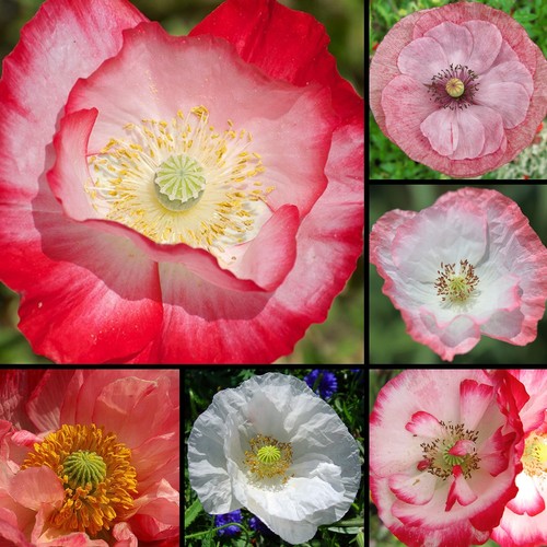 Klatschmohn mix 000 samen - mix,