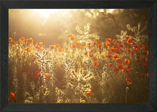 Klatschmohn poppy framed wall - klatschmohn,