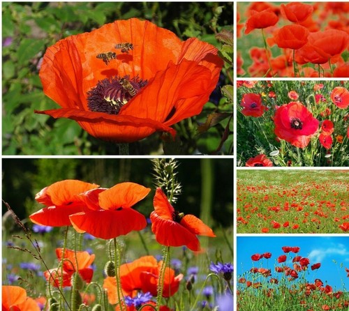 Klatschmohn roter - klatschmohn~,
