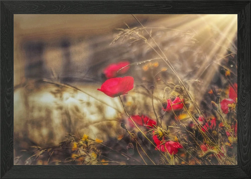 Klatschmohn poppy framed wall - poppy,