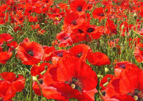 100 000 samen klatschmohn rote - 100.000,
