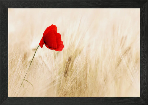 Klatschmohn poppy framed - framed, wall