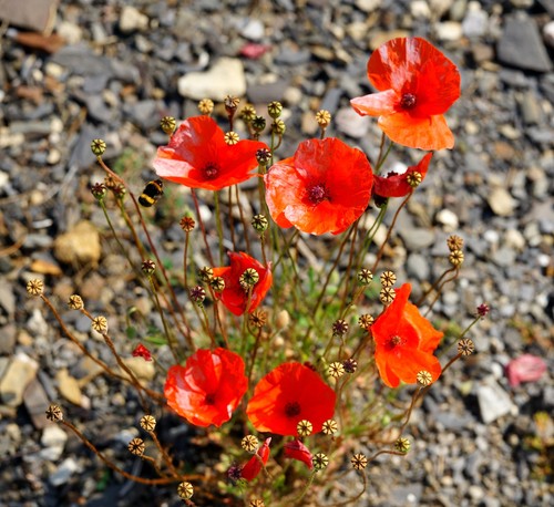 Klatschmohn mohn blume - mohn,