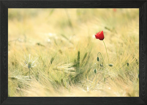 Klatschmohn poppy framed - poppy, wall