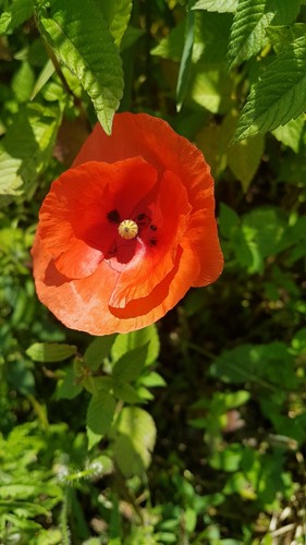 Klatschmohn papaver rhoeas - *,