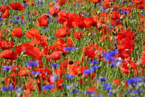 20qm mohnwiese samen mohn - mohnwiese,